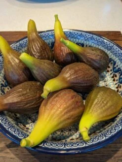 The 3 Best Fruit Trees For Small Gardens | Apple, Cherry & Fig 10 The 3 Best Fruit Trees For Small Gardens | Apple, Cherry & Fig -Roots Plants Shop PXL 20210725 093150100 900x 6592a685 9ff1 4a34 9ef0 39ad397acba9