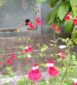 Salvia 'Hot Lips' -Roots Plants Shop PXL 20210731 110958776 exported 1666