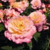 'Perfect Harmony' Hybrid Tea Rose