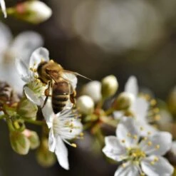 Oullins Golden Gage Plum Tree -Roots Plants Shop Plum add2 186cc094 2846 489c 9d28 be63134d8d09