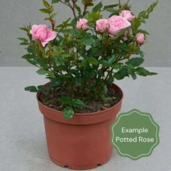 'Antike' Climbing Rose -Roots Plants Shop Potted rose example 9d474ddb c4e6 44e5 ab33 8ab3c394cedb