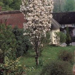 Flagpole Cherry Blossom Tree | Prunus Amanogawa -Roots Plants Shop PrunusAmanagowaG0333
