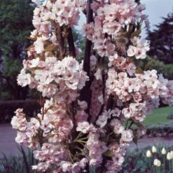 Flagpole Cherry Blossom Tree | Prunus Amanogawa -Roots Plants Shop PrunusAmanogawaG2001
