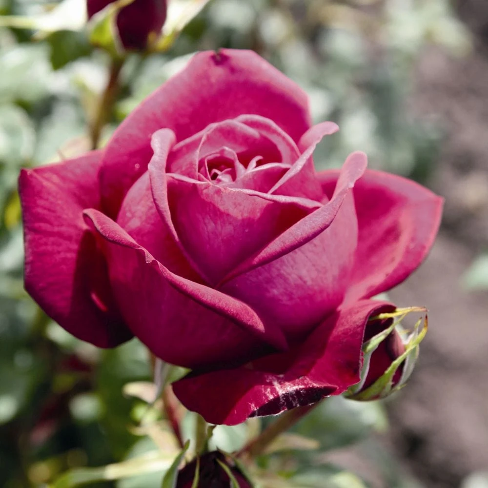 'Pure Poetry' Hybrid Tea Rose 1 'Pure Poetry' Hybrid Tea Rose