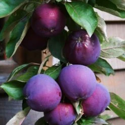'Purple Haze' Columnar Patio Apple Tree -Roots Plants Shop PurpleHaze 3