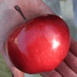 'Purple Haze' Columnar Patio Apple Tree -Roots Plants Shop PurpleHaze 6