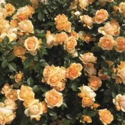 'Queen Bee' Floribunda Rose -Roots Plants Shop Queen Bee 3