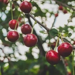 Cross-Pollinating Cherry Collection | Kordia, Merchant & Regina -Roots Plants Shop Regina 2 69e12596 1ef8 469e b284 d98dde382b2c