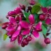 Royalty Crabapple Tree