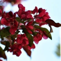 Royalty Crabapple Tree -Roots Plants Shop Royalty 3