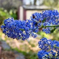Ceanothus 'Southmead' -Roots Plants Shop SHR0012 3