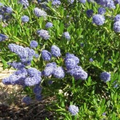 Ceanothus 'Southmead' -Roots Plants Shop SHR0012 5