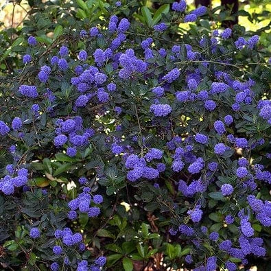 Best Evergreen Shrubs 2 Best Evergreen Shrubs - Image 2