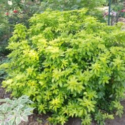 Best Shrubs For Borders -Roots Plants Shop SHR0015 2 c07024a9 fbf3 4ac2 96eb 743e2a689be9