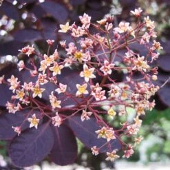 Best Flowering Shrubs -Roots Plants Shop SHR0027 2 d6f87ef8 2186 41d6 9498 60287068a837
