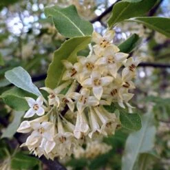 Best Small Evergreen Shrubs 8 Best Small Evergreen Shrubs -Roots Plants Shop SHR0031 1 563912e4 afe6 45ad ace2 809656f9993f