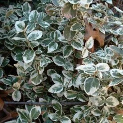 Euonymus 'Emerald Gaiety' -Roots Plants Shop SHR0036 9