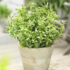 Euonymus 'Harlequin'