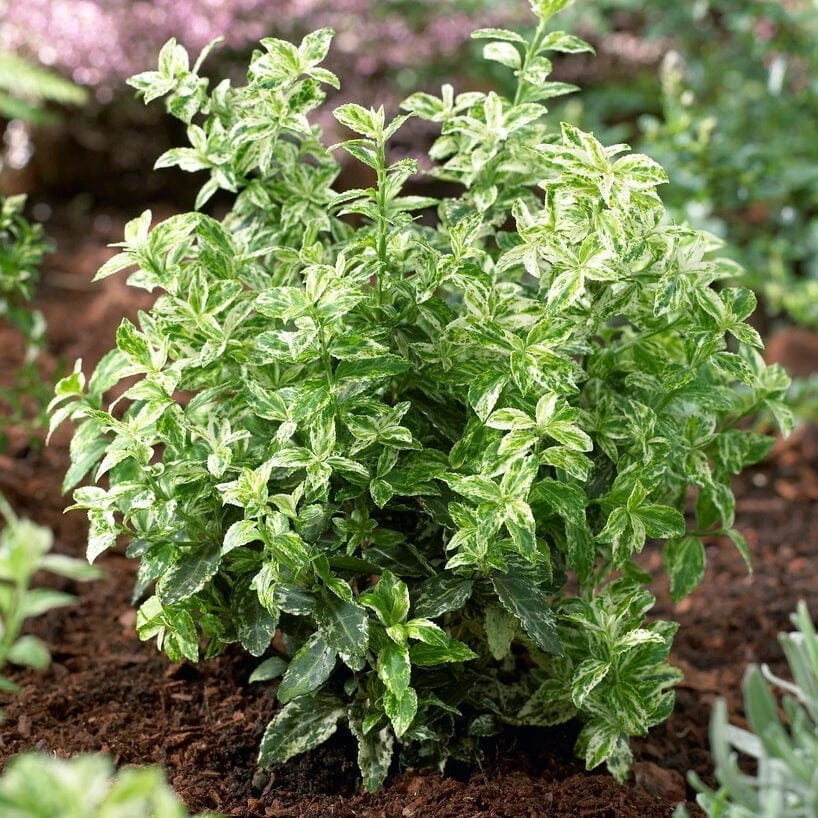 Best Small Evergreen Shrubs 2 Best Small Evergreen Shrubs - Image 2