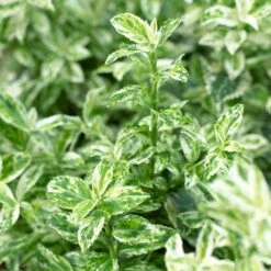 Euonymus 'Harlequin' -Roots Plants Shop SHR0037 3