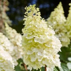 Best Shrubs For Shade -Roots Plants Shop SHR0046 1 c3cb1a59 bc1f 4193 9c29 bb636158196c