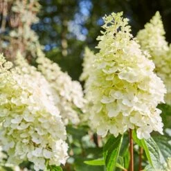 Best Shrubs For Borders -Roots Plants Shop SHR0046 2 e4803070 0c1a 444f 8a01 dd0a7b9aff1c