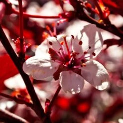 Photinia 'Red Robin' -Roots Plants Shop SHR0054 1