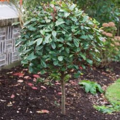 Photinia 'Red Robin' -Roots Plants Shop SHR0054 10