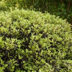 Pittosporum 'Golden Ball' -Roots Plants Shop SHR0056 3