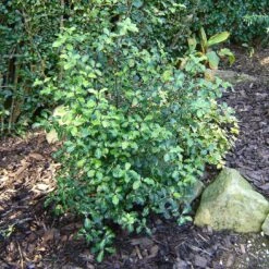 Best Evergreen Shrubs 8 Best Evergreen Shrubs -Roots Plants Shop SHR0058 1 7996062c 7e99 4022 894d ca68e24e645b