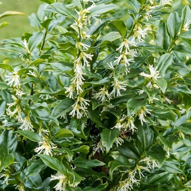 Best Fast Growing Shrubs 3 Best Fast Growing Shrubs - Image 3