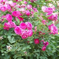 'Antike' Climbing Rose -Roots Plants Shop SHR0066 3