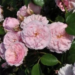 'My Beloved Mother' Shrub Rose