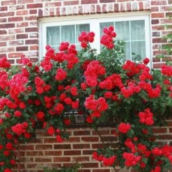 'Don Juan' Climbing Rose -Roots Plants Shop SHR0069 3