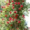 'Don Juan' Climbing Rose