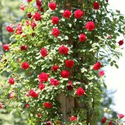 Repeat Flowering Climbing Rose Collection 10 Repeat Flowering Climbing Rose Collection -Roots Plants Shop SHR0069 4 9ae142bb fe7a 4856 a256 ba093ca98e65