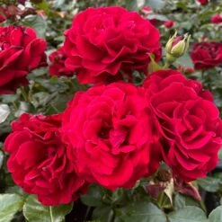 Shrub Rose Collection | Roses For The Border -Roots Plants Shop SHR0070 1 eca00d9d b394 4ee5 a381 4f5d6f10092c