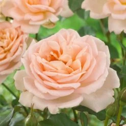 'Clair Renaissance®' Shrub Rose -Roots Plants Shop SHR0073 2