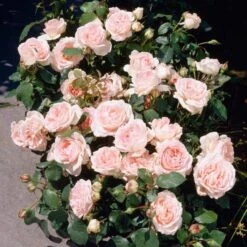 'Clair Renaissance®' Shrub Rose -Roots Plants Shop SHR0073 3