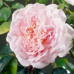 'Clair Renaissance®' Shrub Rose -Roots Plants Shop SHR0073 4