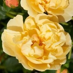 'Mapale Courtyard®' Climbing Rose