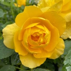 New Release 17 'Layla Bella®' Shrub Rose