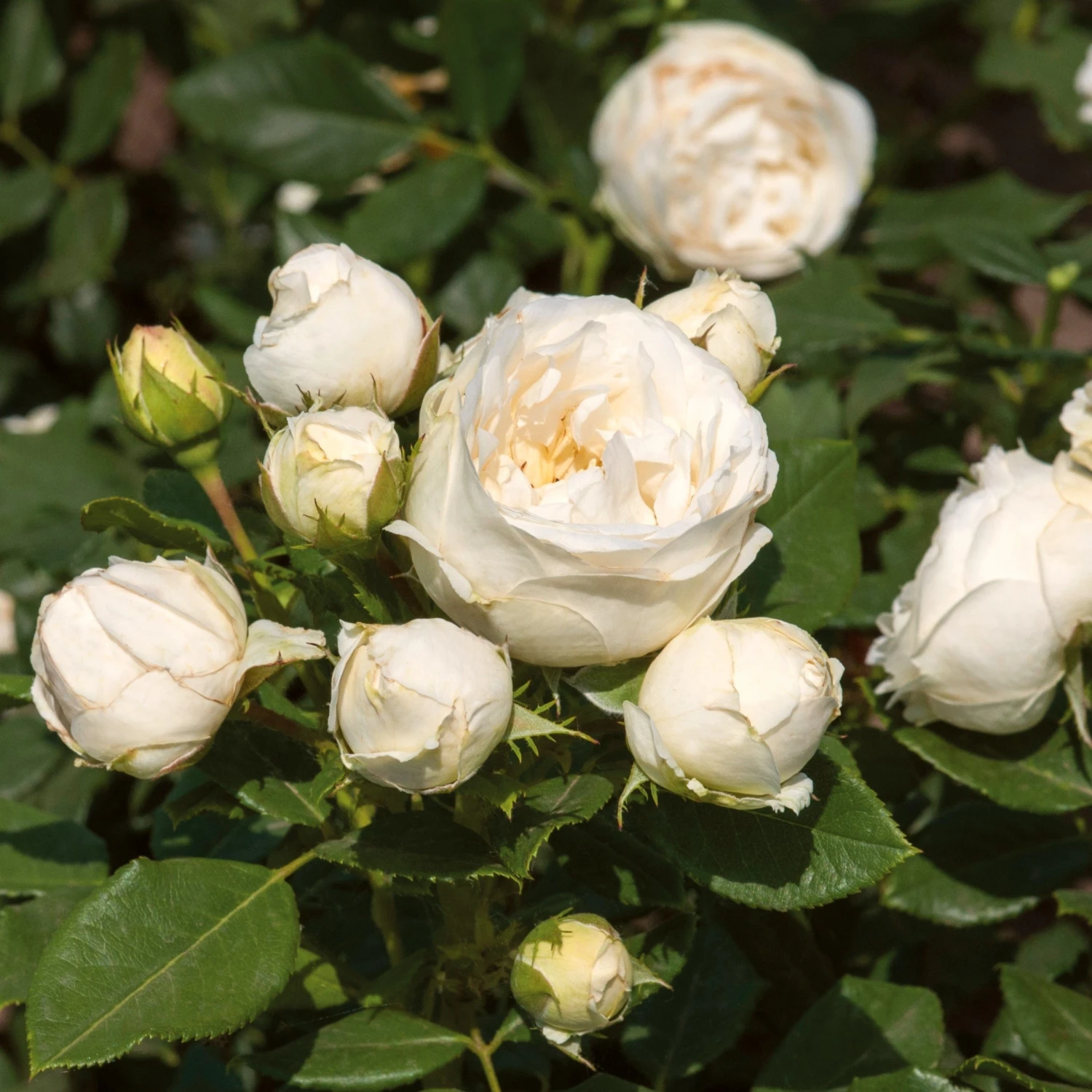 'Lenka Frayla®' Shrub Rose 1 'Lenka Frayla®' Shrub Rose