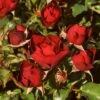 'Forever In Our Hearts®' Shrub Rose