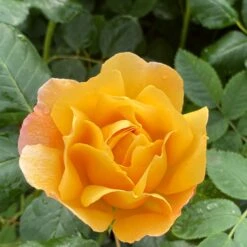 'Zara Bella®' Shrub Rose