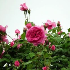 'Parade' Climbing Rose -Roots Plants Shop SHR0091 3