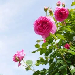 'Parade' Climbing Rose -Roots Plants Shop SHR0091 4