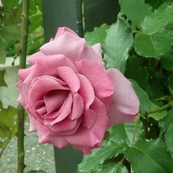 'Violette Perfume' Climbing Rose -Roots Plants Shop SHR0097 3