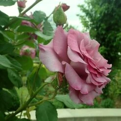 'Violette Perfume' Climbing Rose -Roots Plants Shop SHR0097 4
