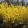Golden Bells | Forsythia Intermedia 'Spectabilis'